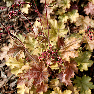 Heuchera - 'Ginger Ale'