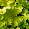 Heuchera - Key Lime Pie - Coralbells