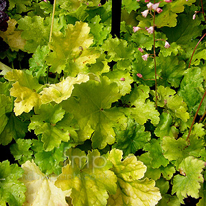 Heuchera - 'Key Lime Pie' (Coralbells)