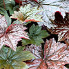 Heuchera micrantha - Palace Purple - Alum Root