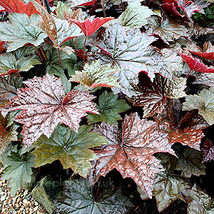 Heuchera micrantha - 'Palace Purple' (Alum Root)