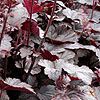 Heuchera - Plum Pudding