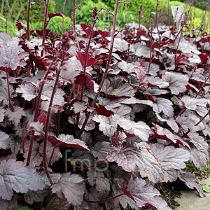 Heuchera - 'Plum Pudding'