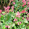 Heuchera - Red Spangles - Coralbells