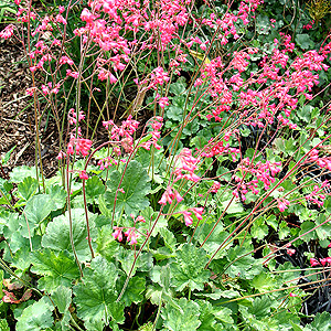 Heuchera - 'Red Spangles' (Coralbells)