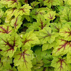 Heuchera - 'Stop Light'