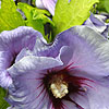 Hibiscus syriacus - Oiseau Bleu - Cotton Rose