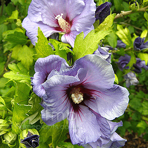 Hibiscus syriacus - 'Oiseau Bleu' (Cotton Rose)