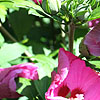 Hibiscus syriacus - Pink Giant - Cotton Rose