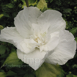 Hibiscus syriacus - 'White Chiffon'