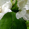 Hibiscus syriacus - W.R.Smith - Cotton Rose
