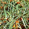 Hippophae ramnoides - Sea Buckthorn, Hippophae