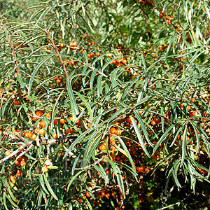 Hippophae ramnoides (Sea Buckthorn, Hippophae)