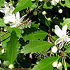 Hoheria angustifolia - Lacebark, Hoheria