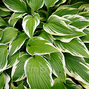 Hosta - 'Antioch'