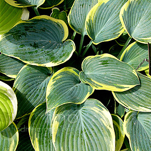 Hosta - 'First Frost'