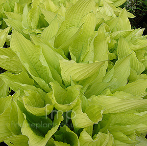 Hosta fortunei - 'Aurea' (Plantain Lily)