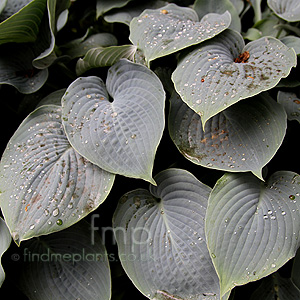 Hosta - 'Hapsden Blue'