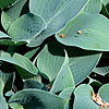Hosta halcyon - Plantain Lily