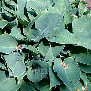 Hosta halcyon (Plantain Lily)