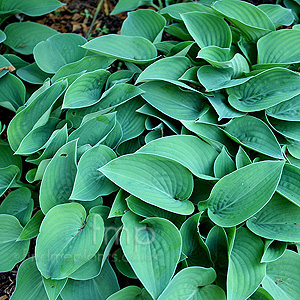 Hosta - 'Pacific Blue Edger'