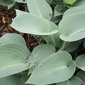 Hosta tokudama - 'Aureo-nebulosa'