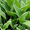 Hosta sieboldiana