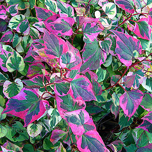 Houttuynia cordata - 'Chameleon'