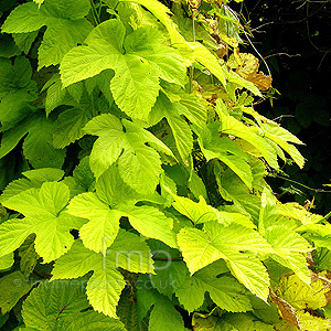 Humulus lupulus - 'Aureus' (Ornamental Hop, Humulus)