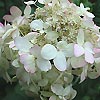 Hydrangea macrophylla - White Lace - Mop Headed Hydrangea
