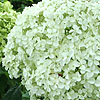 Hydrangea arborescens - Annabelle