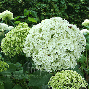 Hydrangea arborescens - 'Annabelle'