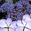 Hydrangea macrophylla - Blue Bird