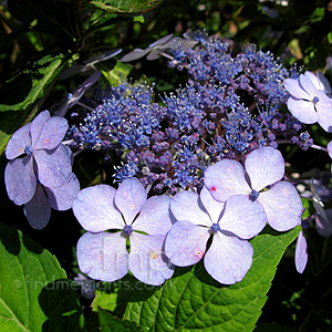 Hydrangea macrophylla - 'Blue Bird'