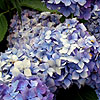 Hydrangea macrophylla - Bouquet Rose