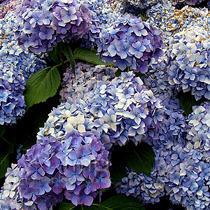 Hydrangea macrophylla - 'Bouquet Rose'