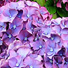 Hydrangea macrophylla - Heinrish Seidel