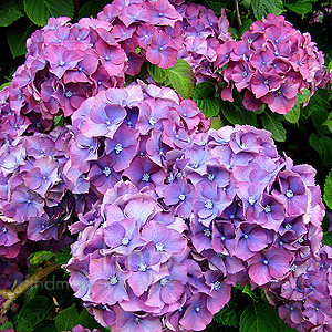 Hydrangea macrophylla - 'Heinrish Seidel'