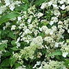 Hydrangea paniculata - Kyushu