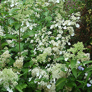 Hydrangea paniculata - 'Kyushu'