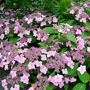 Hydrangea macrophylla - 'Mariesii'