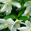 Hydrangea praecox
