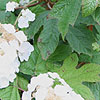 Hydrangea quercifolia - Snow Flake