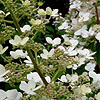 Hydrangea paniculata - Tardiva