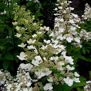 Hydrangea paniculata - 'Tardiva'