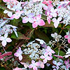 Hydrangea serrata - Tiara