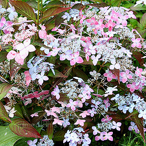 Hydrangea serrata - 'Tiara'