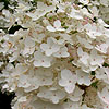 Hydrangea paniculata - Unique