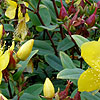 Hypericum beanii