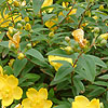 Hypericum calycinum - Rose Of Sharon